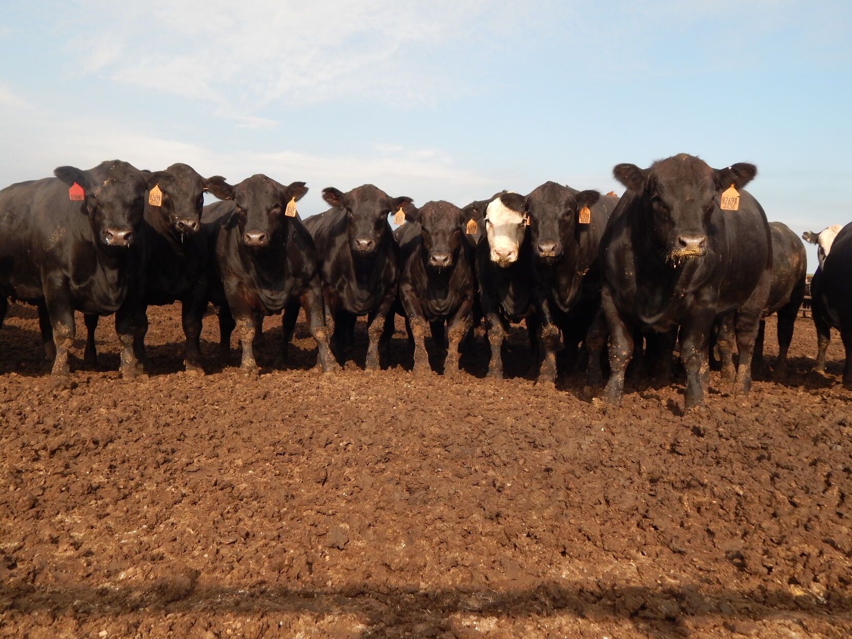 FL Steers Bunk